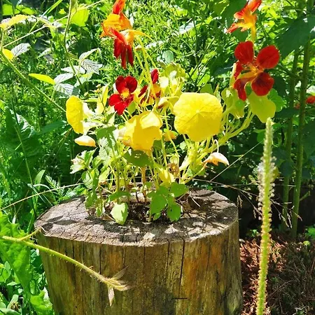 Petrikholm شاليه تاتاريف